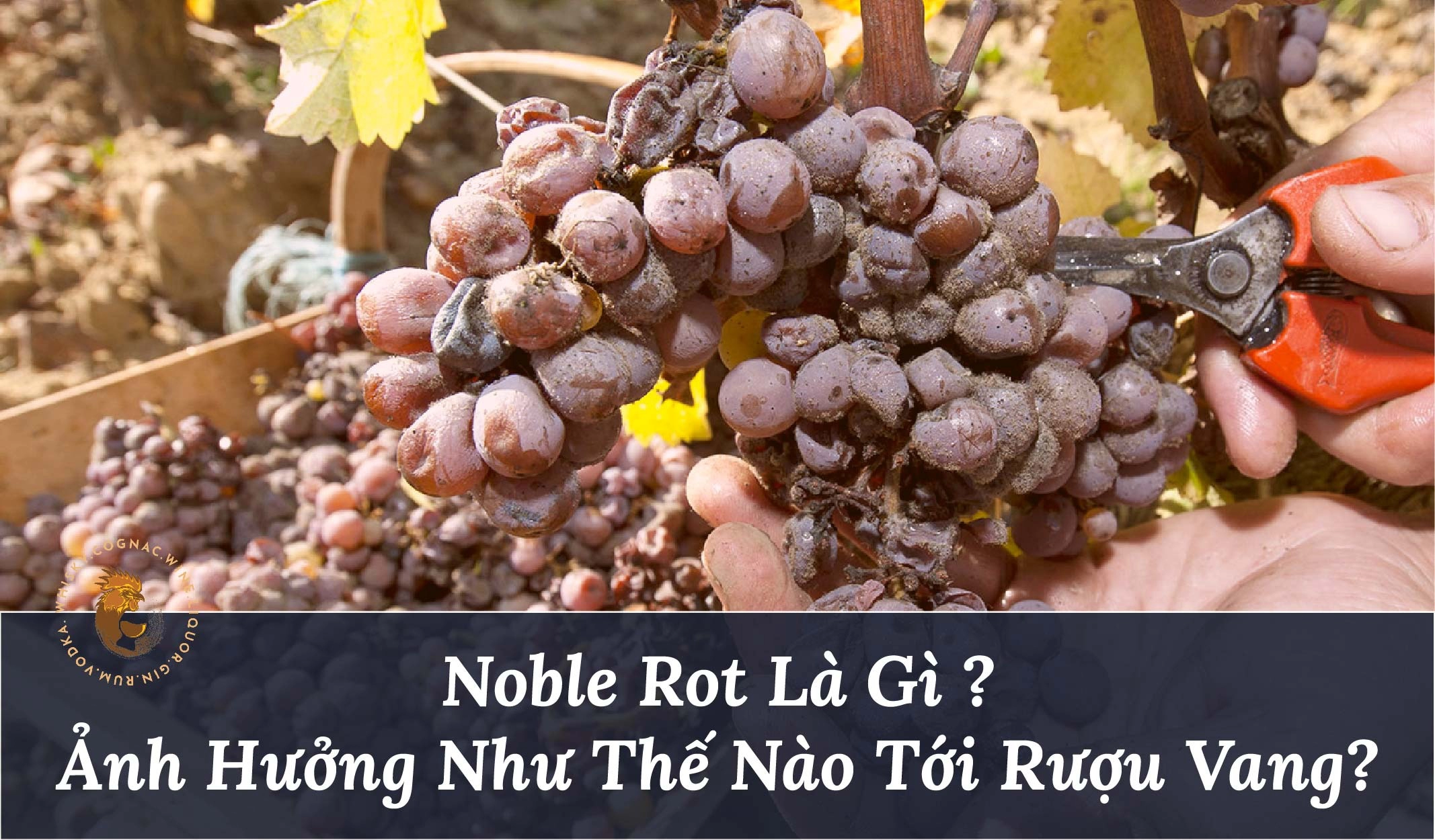 Noble Rot Là Gì Và Có Ảnh Hưởng Như Thế Nào Tới Rượu Vang?