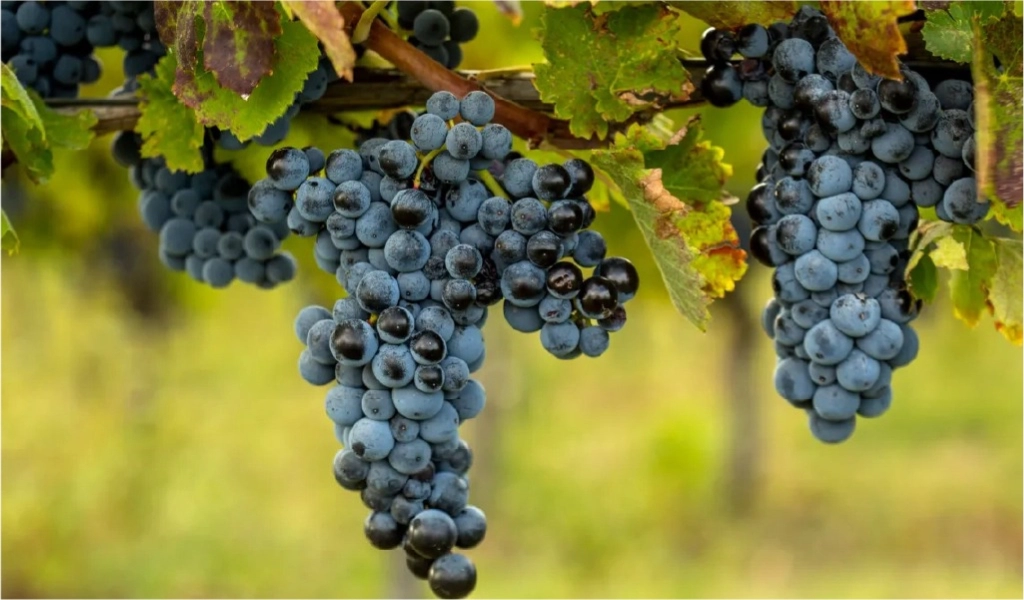 Rượu Vang Nativ Cao Cấp