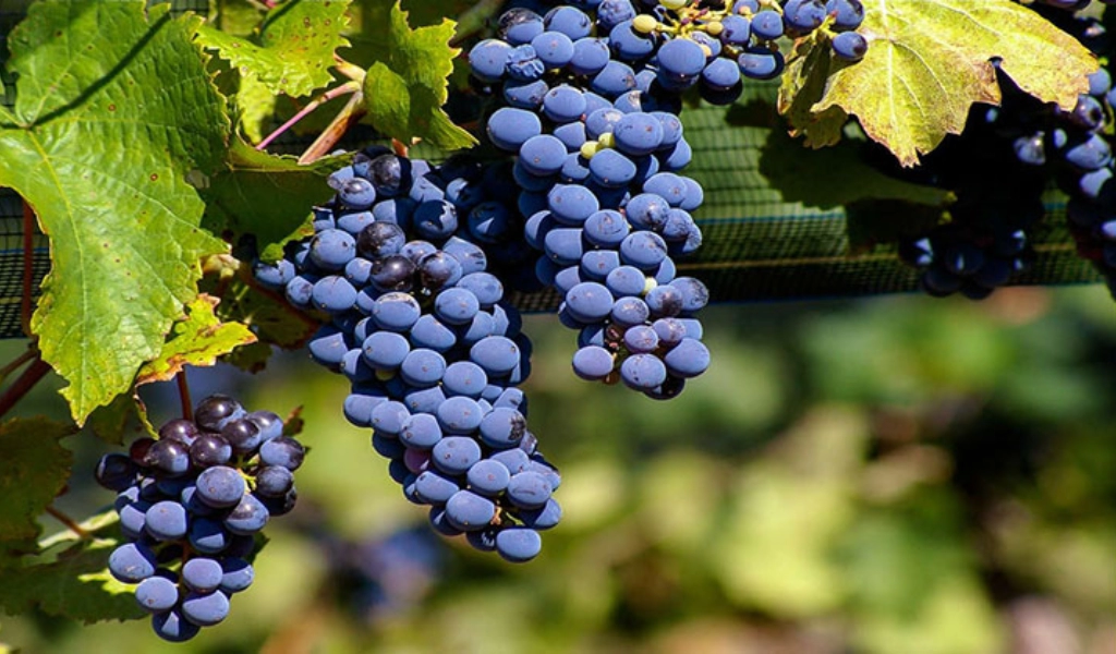 Nho Malbec Đặc Trưng Argentina