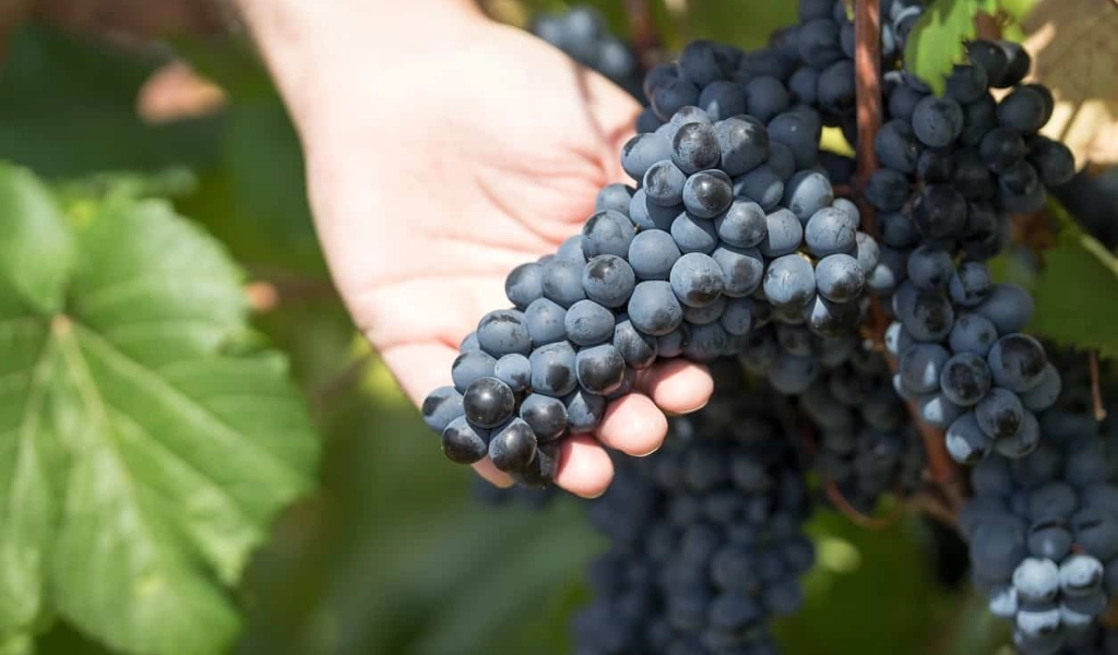 Nho Malbec Mendoza