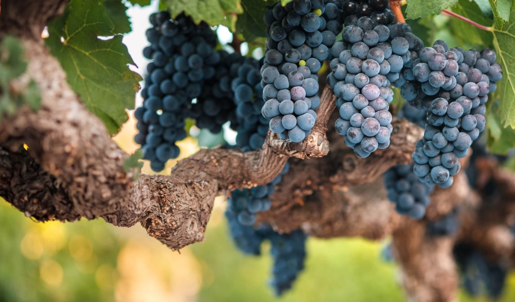 Hành Trình Chuyển Mình Của Nho Malbec Từ Pháp Đến Argentina