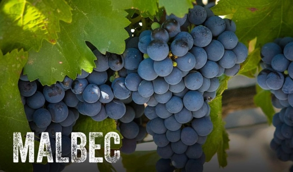 Nho Malbec Argentina