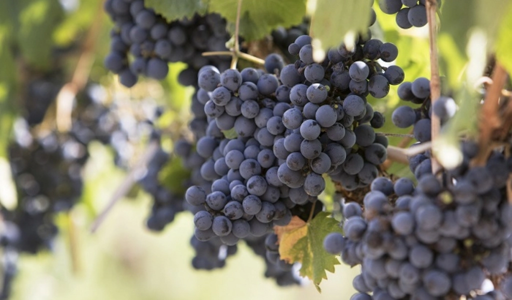 Nho Malbec Hương Hoa Violet