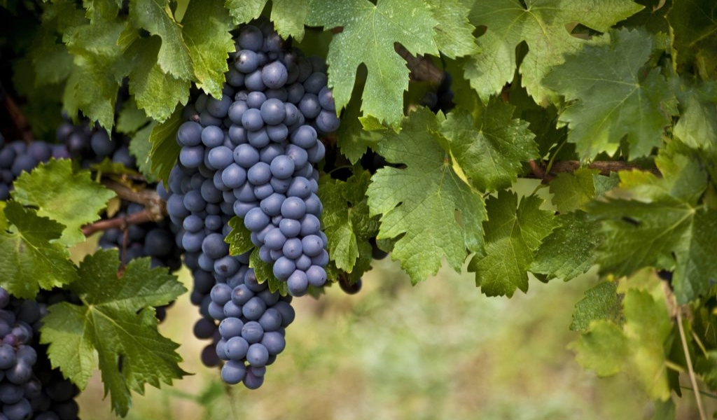 Khám Phá Hương Hoa Violet Trong Rượu Malbec Mendoza