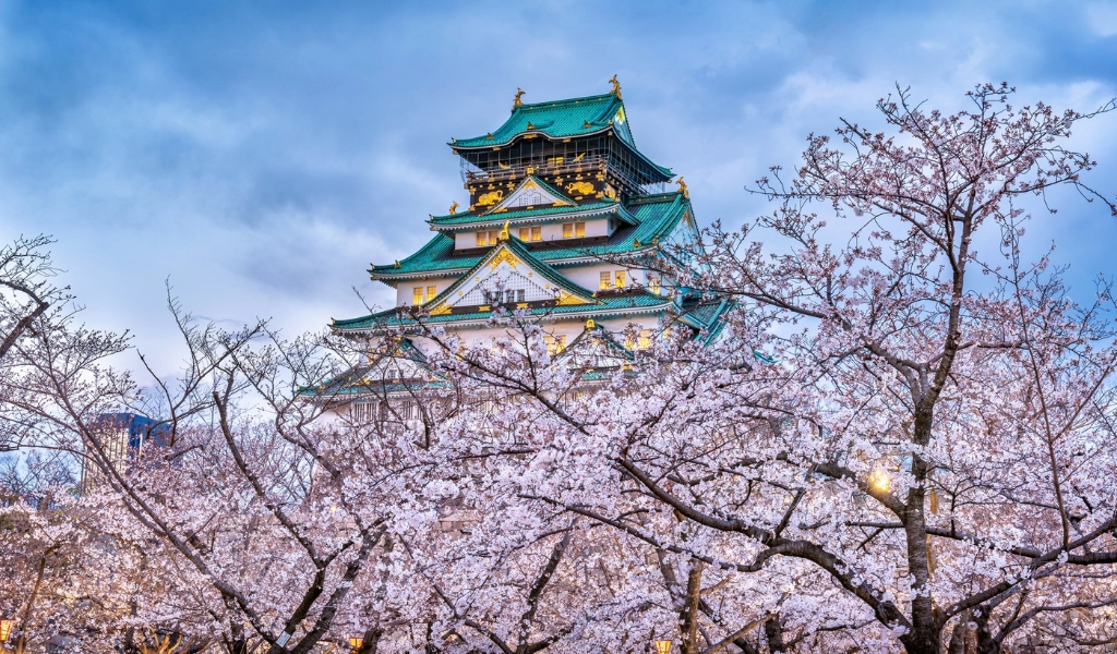 Fuji Sakura Sour Mùa Hoa Anh Đào