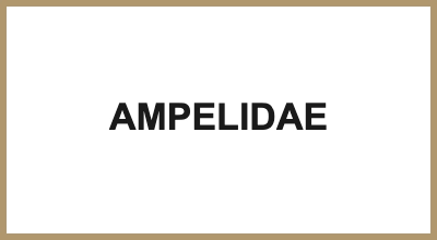 AMPELIDAE