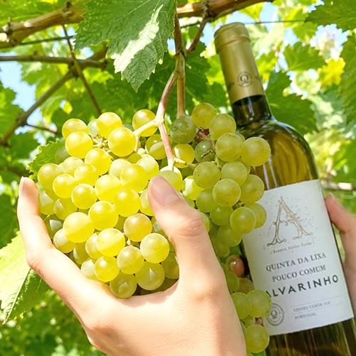 ALBARINO