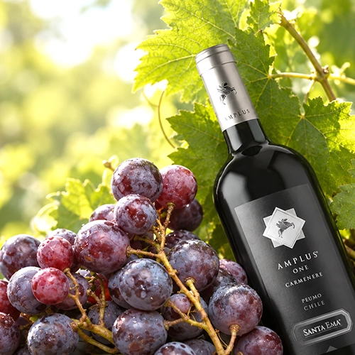 CARMENERE