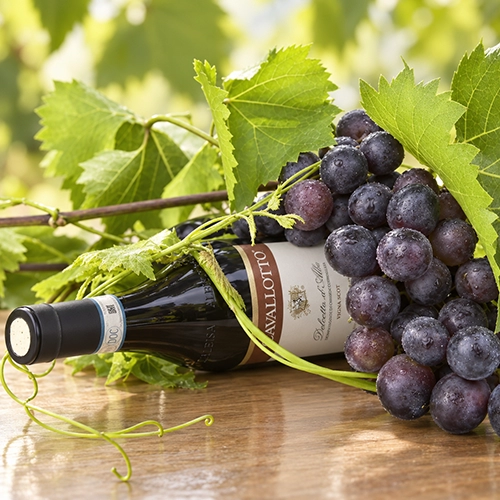 DOLCETTO